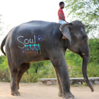 Elephant Sanctuary in Jaipur